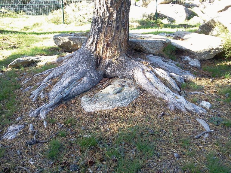 Des Racines Et Des Arbres Utilit Et D Veloppement Des Racines