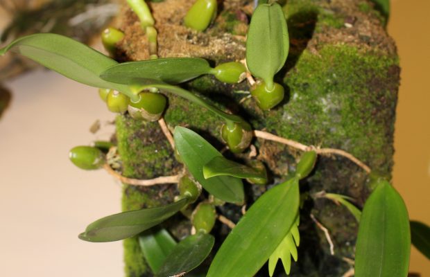 Un substrat pour vos orchidées - Les Sablières de Guadeloupe