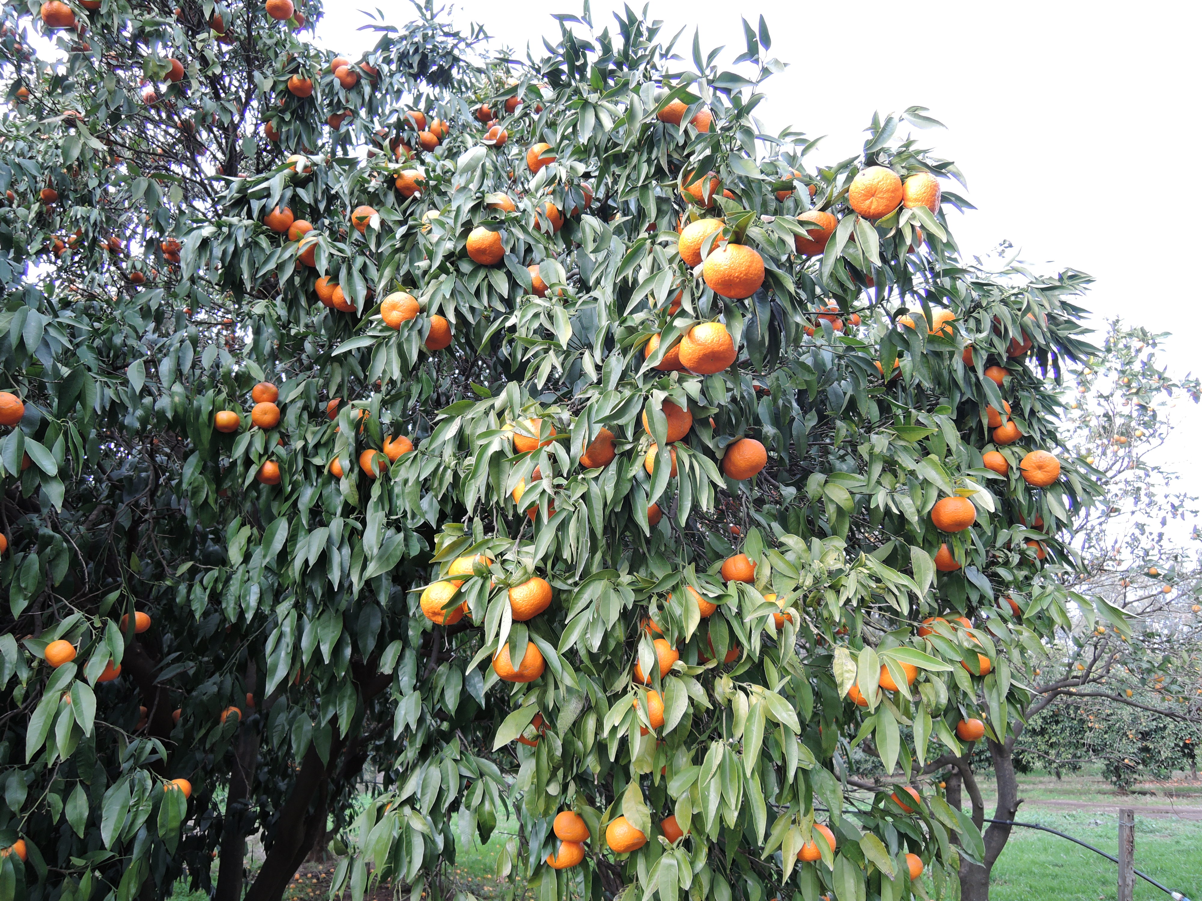 Surfacer oranger et citronnier au printemps