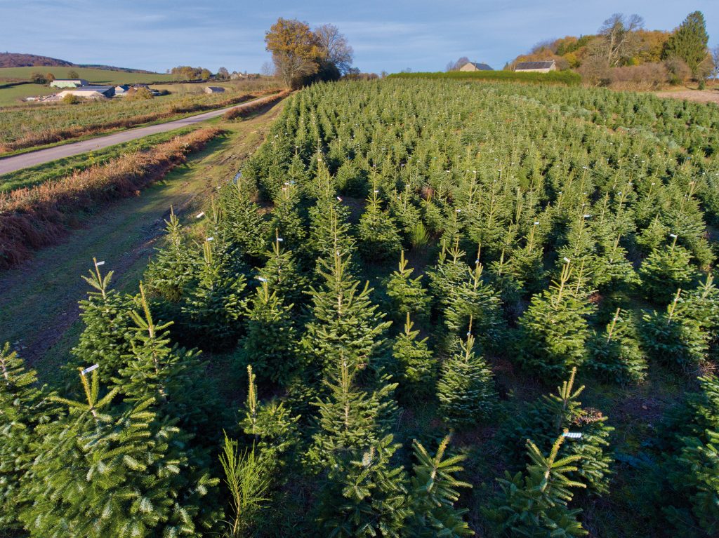 Sapin de Noël : toute une culture - Jardins de France