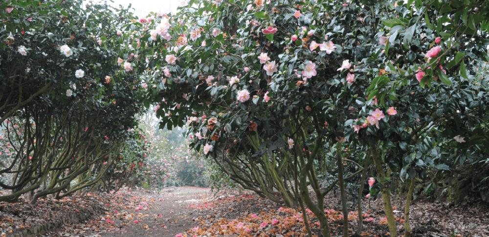et entretenir ses camellias Jardins de France