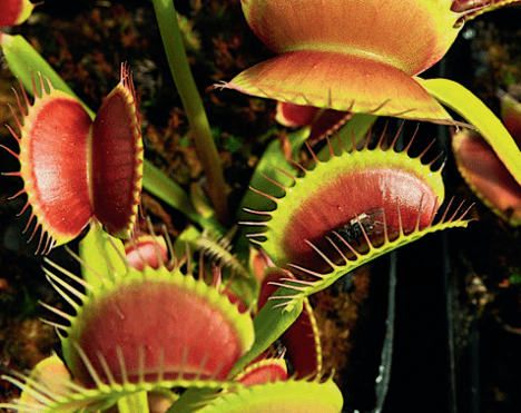 Plantes carnivores : l'adaptation de la vie végétale