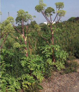 Archangélique officinale (Angelica archangelica) robuste plante élevée, de grande prestance, aux feuilles à segments ovales et grande ombelle globuleuse. Attention aux réactions cutanées de contact pour certaines personnes
