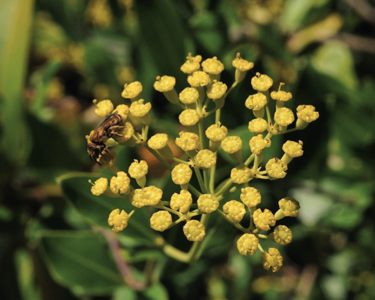 Le buplèvre ligneux (Bupleurum fruticosum), seule Apiacée à port arbustif sous notre climat, expose ses ombelles jaune franc aux pollinisateurs