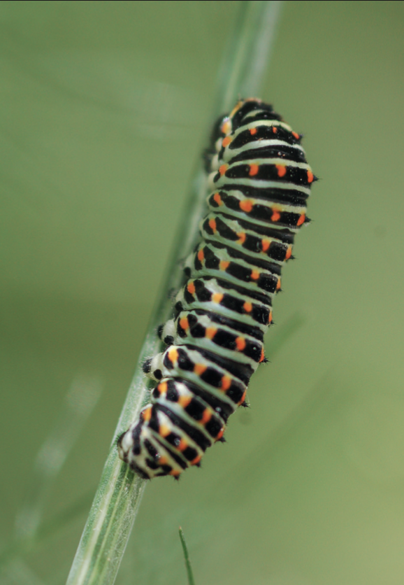 Chenille de Papillo machaon sur tiges de fenouil, assez rare
