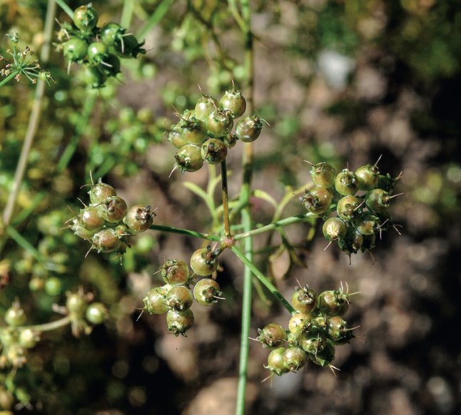 La coriandre (Coriandrum sativum), herbe très aromatique, produit des fruits globuleux ne se séparant pas à maturité