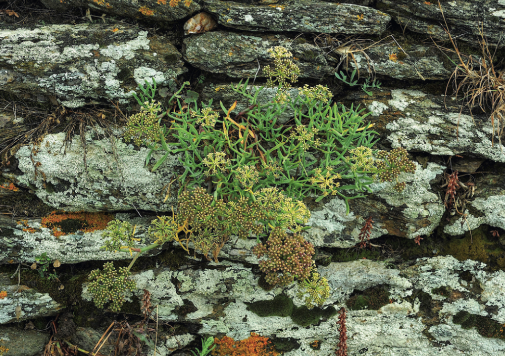Criste maritime (Crithmum maritimum) appliquée sur un mur de roches naturelles en bord de mer. Les feuilles charnues sont remarquables