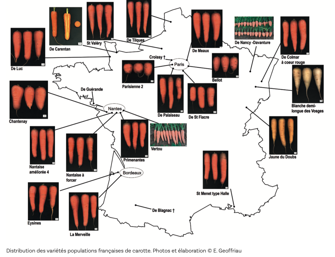 Distribution des variétés populations françaises de carotte.