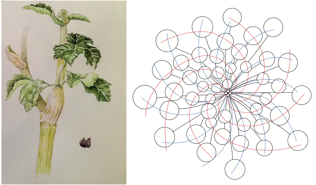 À GAUCHE : Dessiner les feuilles ne présente pas de difficulté particulière. Ici un maceron (Smyrnium olusatrum) © E. Vitou (2022) - À DROITE : Schéma de la disposition de l’inflorescence d’une carotte sauvage (en noir, bractées et « bouquets », en rouge et en bleu les deux systèmes de spirale)
