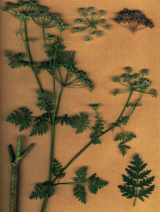 Herbier illustrant les caractères qui, associés, permettent la distinction de la Grande Ciguë (Conium maculatum), plante très toxique ayant occasionné des cas mortels. Tige maculée le plus souvent de pourpre / Morphologie foliaire / Fleurs blanches / Fruit ovale avec des côtes bien marquée 