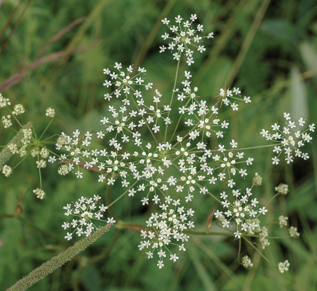 L’ombelle principale du petit boucage (Pimpinella saxifraga) se disperse en ombellules aux fleurs blanc vif, qui contrastent fortement avec le fond de la végétation et ainsi sont visuellement attractives de loin