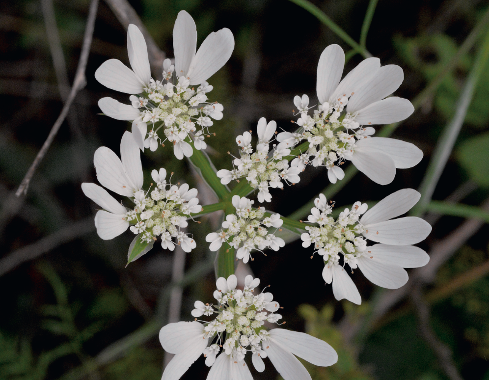 L’ombelle couronnée de grands pétales bifides, visuellement très attractifs pour les pollinisateurs, et par là décoratifs, de l’orlaya à grandes fleurs (Orlaya grandiflora)