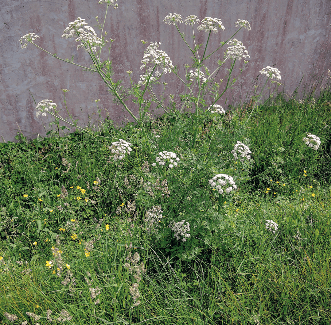 L’œnanthe safranée (Oenanthe crocata), plante très toxique, a l’apparence et le port ramifié typiques des Ombellifères, répartissant les ombellules blanches dans l’espace dans le but d’attirer un maximum de pollinisateurs