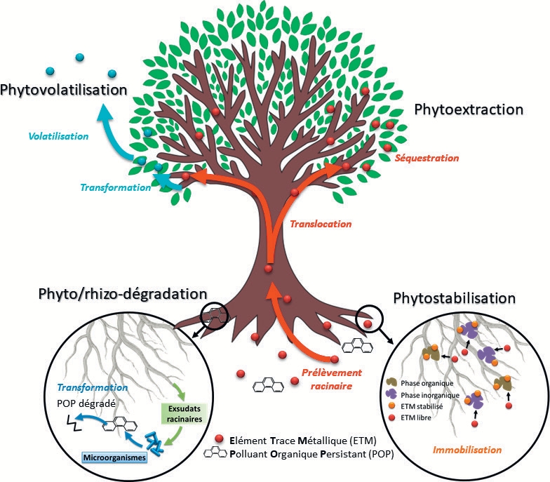 Figure n° 2 : Les différentes méthodes de phytoremédiation