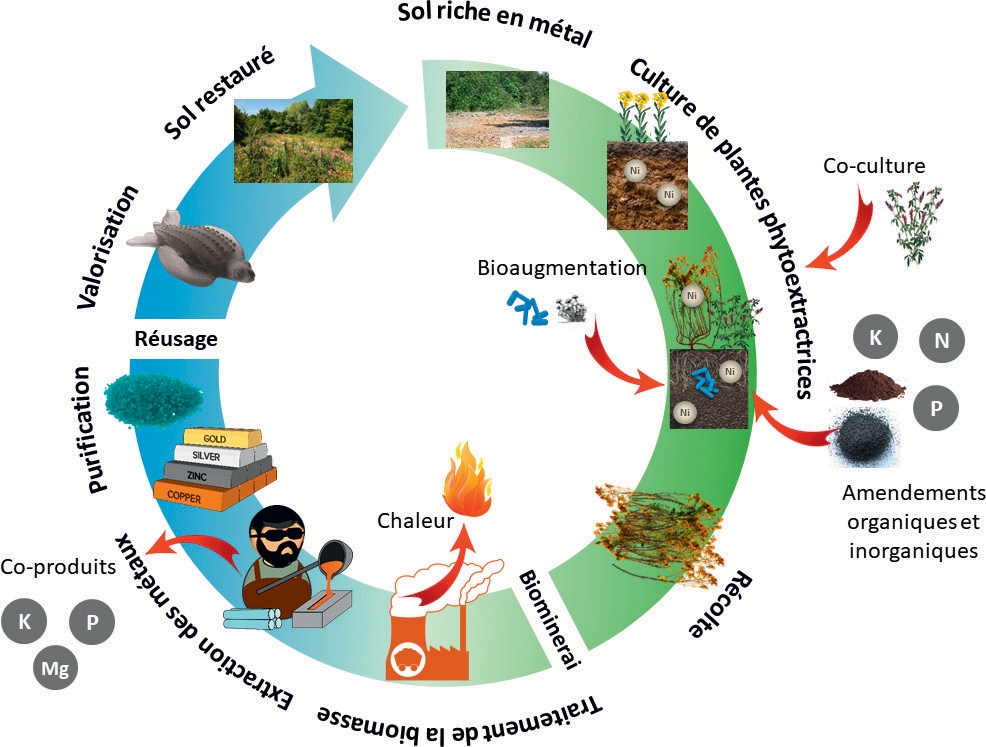 Figure n° 4 : Les différentes étapes de l’agromine des métaux