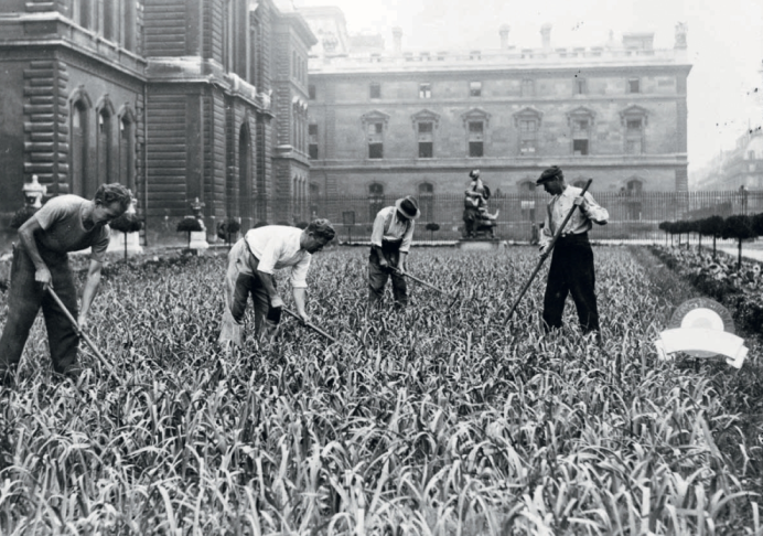 Plantation de poireaux dans les jardins du Louvre en 1943