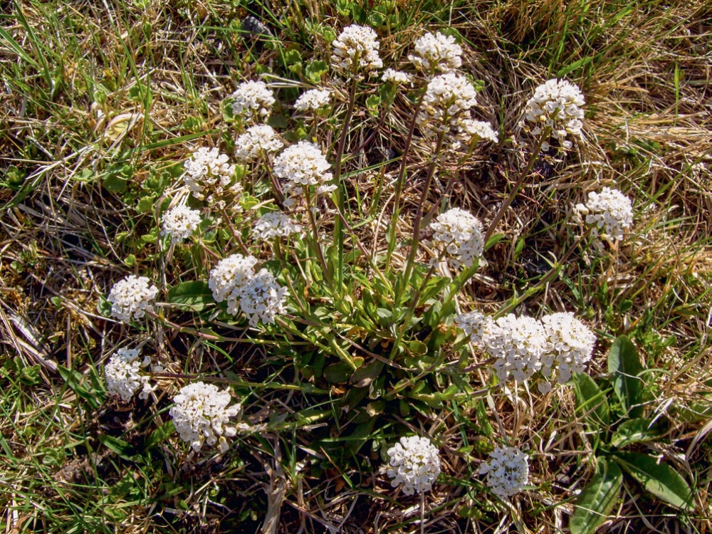 Figure n° 1 : Illustration de la plante hyperaccumulatrice de cadmium, nickel et zinc Noccaea caerulescens en début de floraison