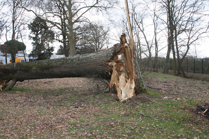 L'importance des vieux arbres et du bois mort 2 : fonctions et