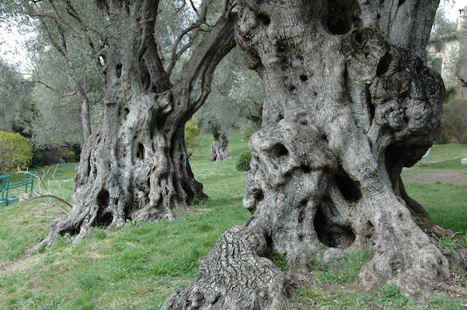 Les Arbres Remarquables Du Reperage A La Labellisation Jardins De France